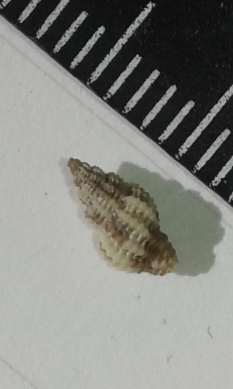 Muricidae?